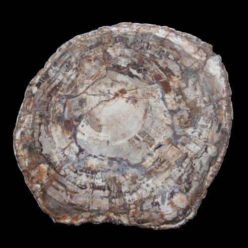 Large Petrified Wood Slice